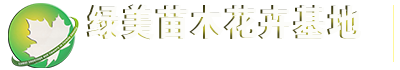 元宝枫